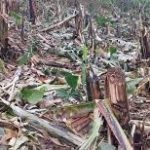 MDAU KAULIZA Kama haya yote yapo yaani kanuni,sheria na utaratibu tena naona ni kanuni na miongozo kibao..kwanini kuna migogoro ya ardhi tanzania? tatizo ni nini?