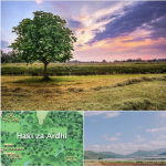 MJADALA 22 MEI 2023 KATIKA KATIBA YA TANZANIA,KUNAIBARA ZINAZUNGUMZIA ARDHI KAMA SEKTA KUU AMBAPO HEKTA MRABA MILIONI 44 ZINAFAA KWA KILIMO , HII INAMAANA GANI KATIKA UCHUMI NA RASILIMALI WATU TULIYONAYO? NA WAPI TUMEKWAMA KIKATIBA? TUTOKE VIPI KIKATIBA?"